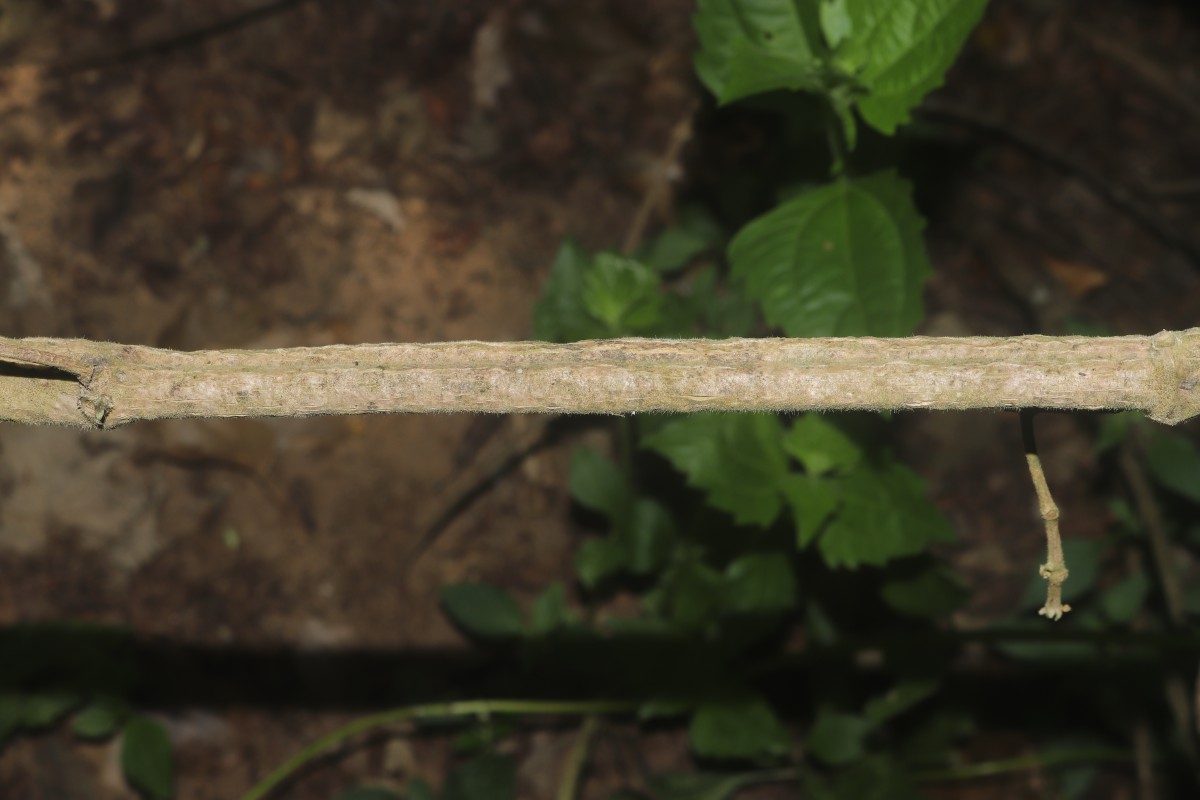 Gongronemopsis tenacissima (Roxb.) S.Reuss, Liede & Meve